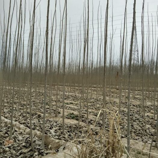 临清市 107杨树苗，一年的，二年的，1～3公分