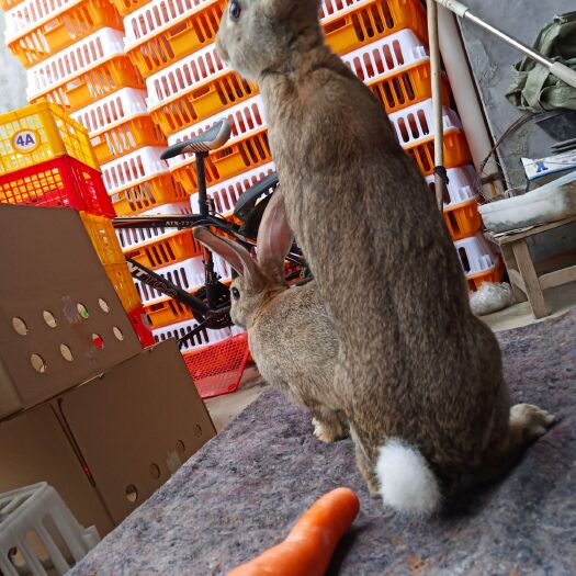 包运输 比利时兔  比利时种兔杂交兔 支持批量专车送货