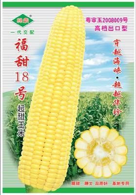 南靖县绿霸福甜18号玉米种子