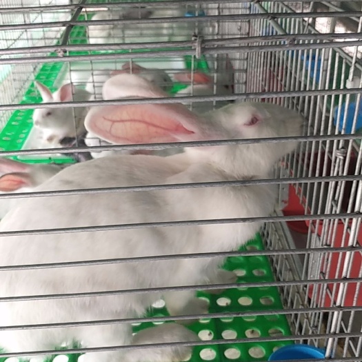 东莞市伊拉兔，杂交比利时兔，八点黑兔