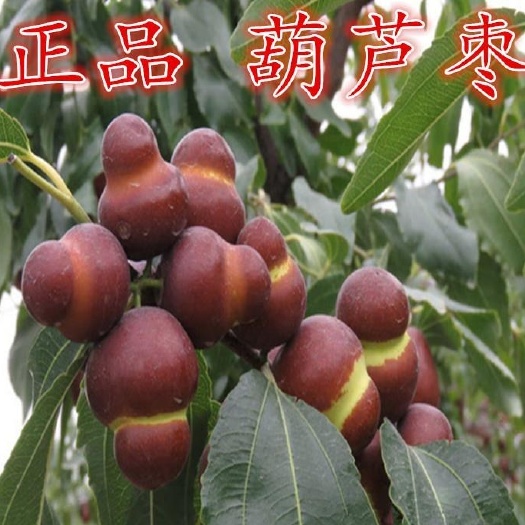 平邑县葫芦枣苗 葫芦枣 超甜葫芦形 好看又好吃 现挖现发包成活包结果假一赔十