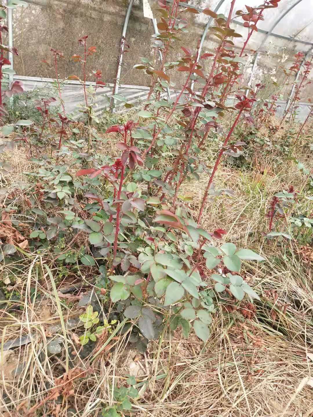  地租到期，玫瑰大苗低价大量出售，。想要的老板联系，给钱就卖