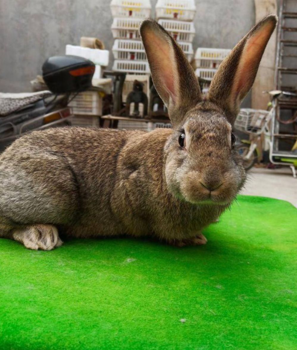 比利时兔 比利时种兔杂交兔