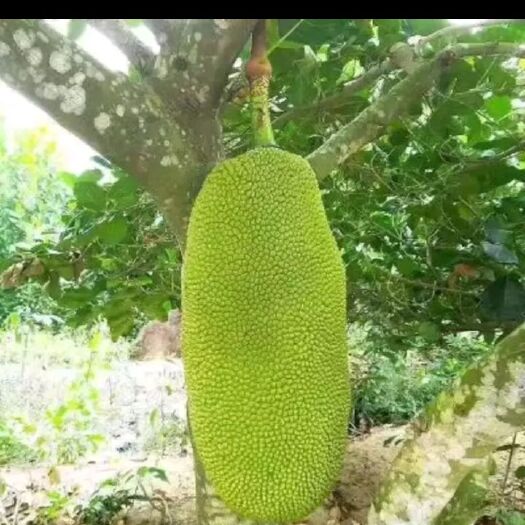 琼海市海南菠萝蜜水果