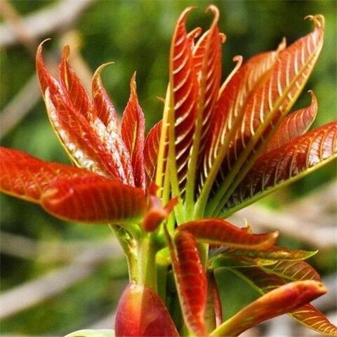 平邑县红油香椿苗 香椿芽，花期6-8月，果期10-12月。香气扑鼻。