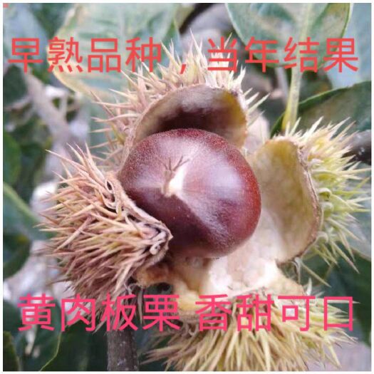 平邑县锥栗苗 锥栗新品种特甜黄肉板栗，基地直销当年结果