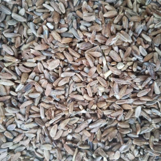 定州市白术种子