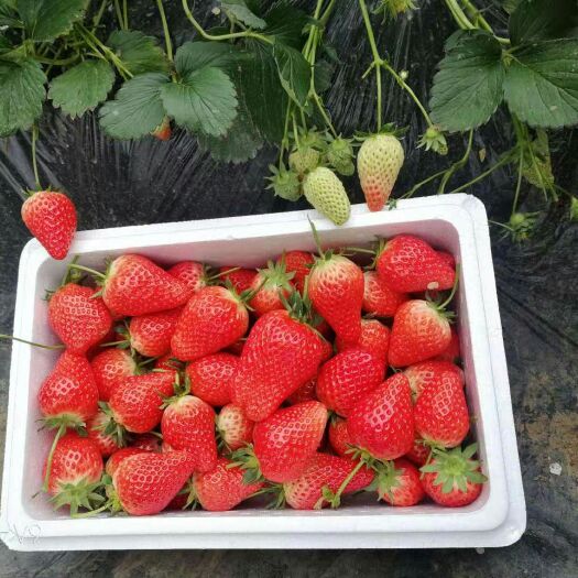 海阳市 大草莓自家种植不打药孕妇小孩放心吃。个大包甜品种好。