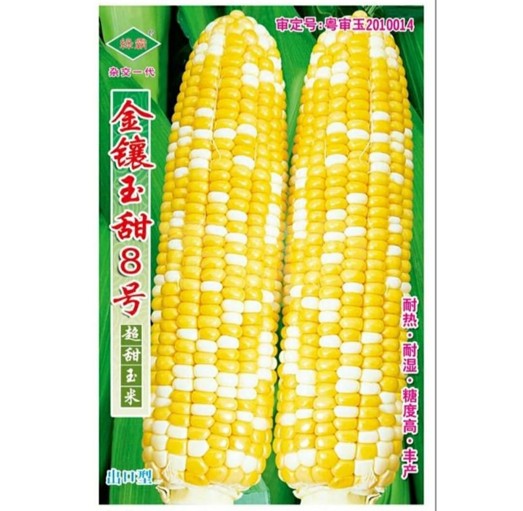 南靖县甜玉米种子 广州绿霸金镶玉甜8号种子