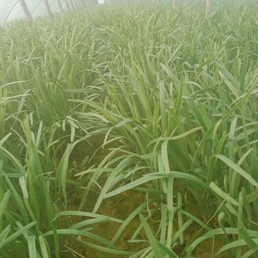 浚县 大味 韭菜