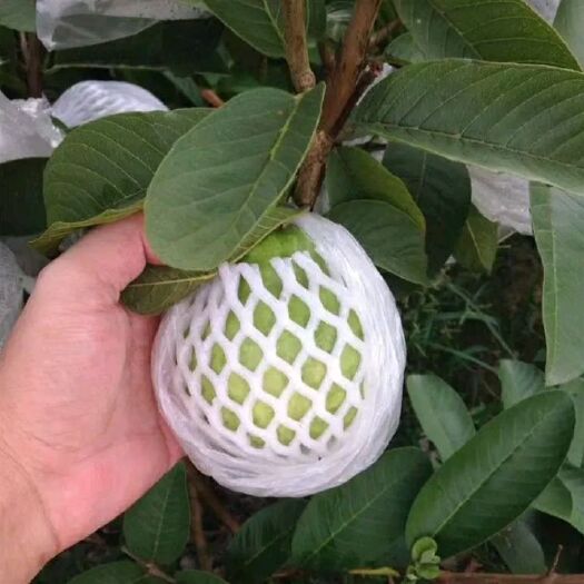 海南珍珠番石榴
