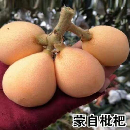 平邑县蒙自枇杷苗 四月份成熟上市，果子较小，单果重38克，甜度高