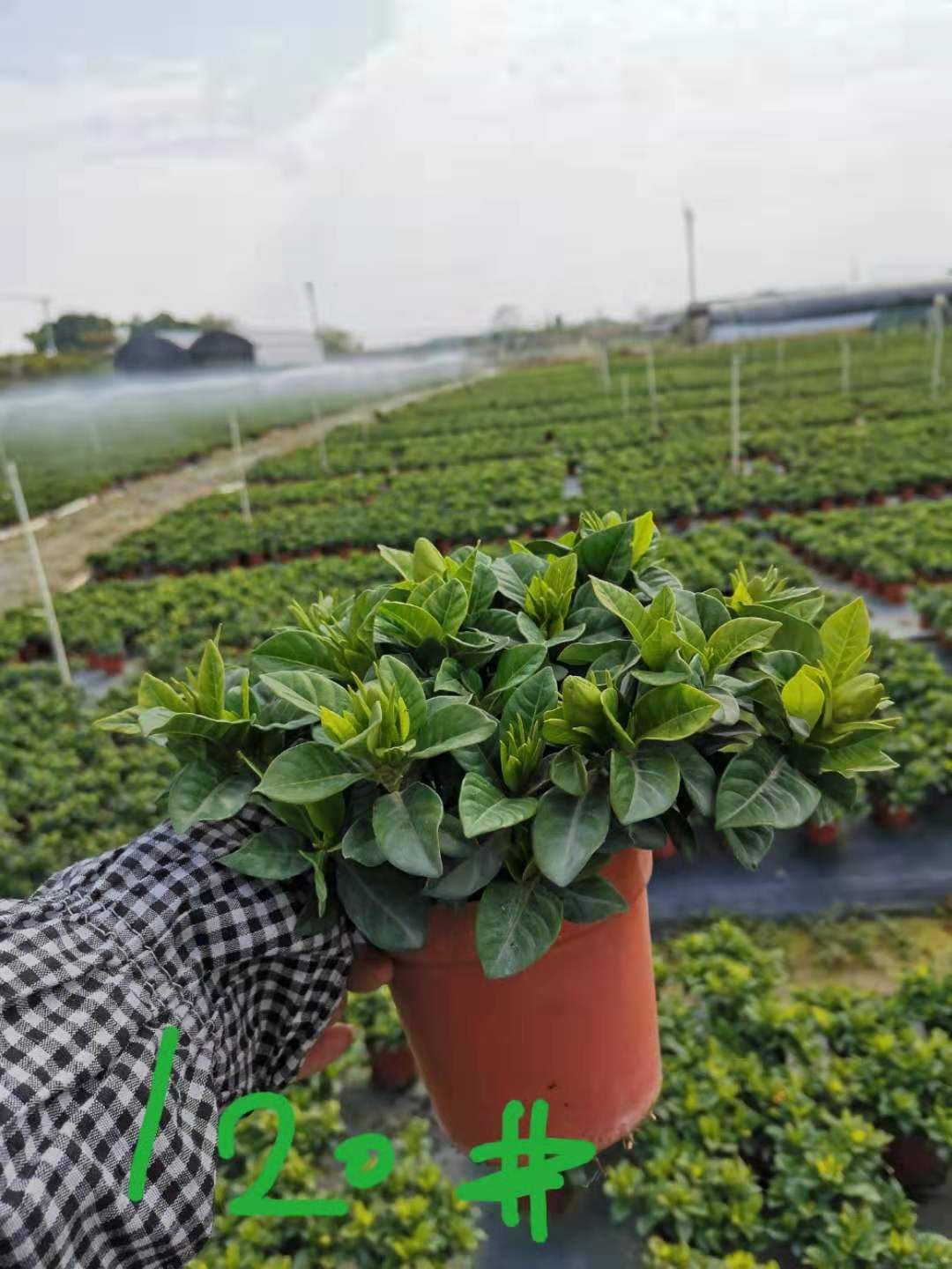 栀子花种子 各种规格栀子花，基地批发，具体详情请沟通为准。