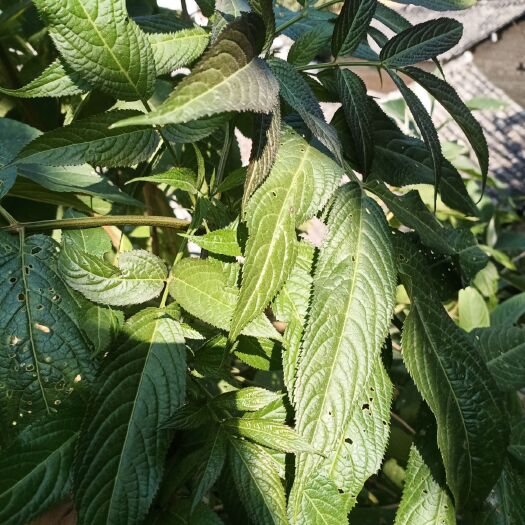 盈江县云南血满草可以要鲜货也可以晒干货，有需要的老板请联系