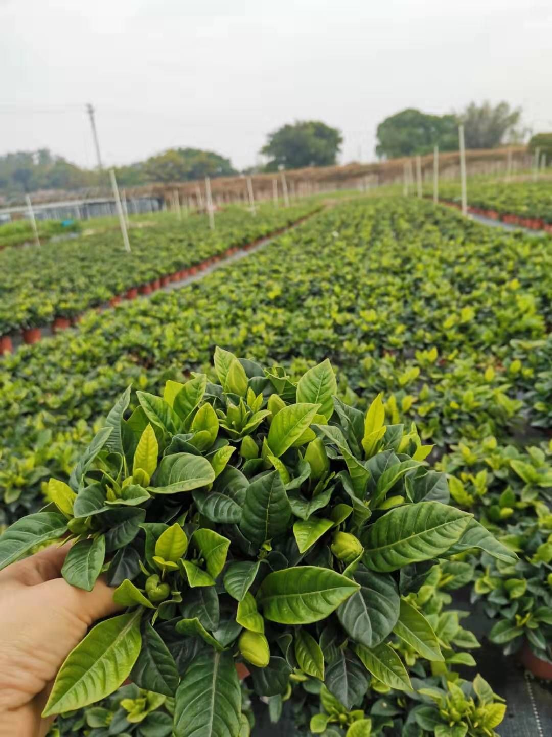 栀子花种子 各种规格栀子花，基地批发，具体详情请沟通为准。