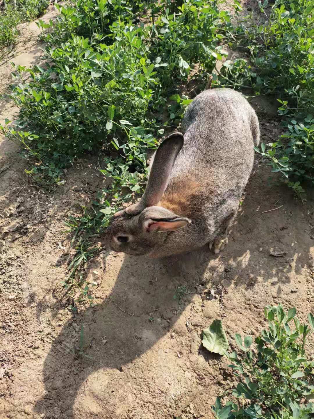  比利时兔    种兔   原种比利时