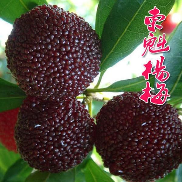 平邑县东魁杨梅树苗 六月下旬成熟，单果重22-25克，大果可重50克。高丰产