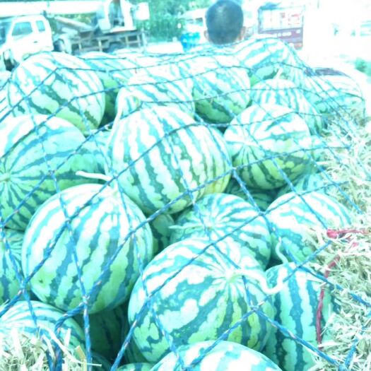 太康县8424西瓜  8424基地直接發貨
