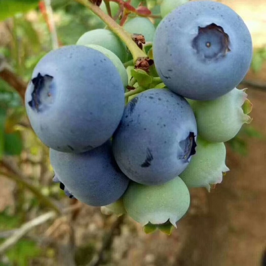 泰安 山东蓝莓苗，薄雾蓝莓苗基地，珠宝蓝莓苗价格，蓝丰蓝莓苗图片