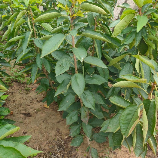 大连沙王樱桃苗  沙王樱桃树苗