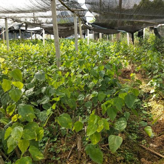 大新县赤苍藤苗（姑娘菜），排毒养颜，每棵6－10元