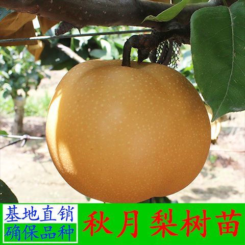 平邑县秋月梨树苗 九月初成熟，单果重450克，最大果可重 1000克，高丰产