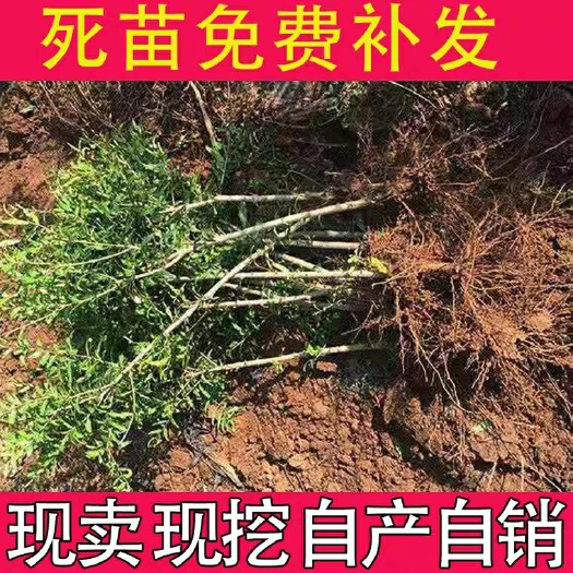 荣县 石榴苗   突尼斯软籽石榴苗