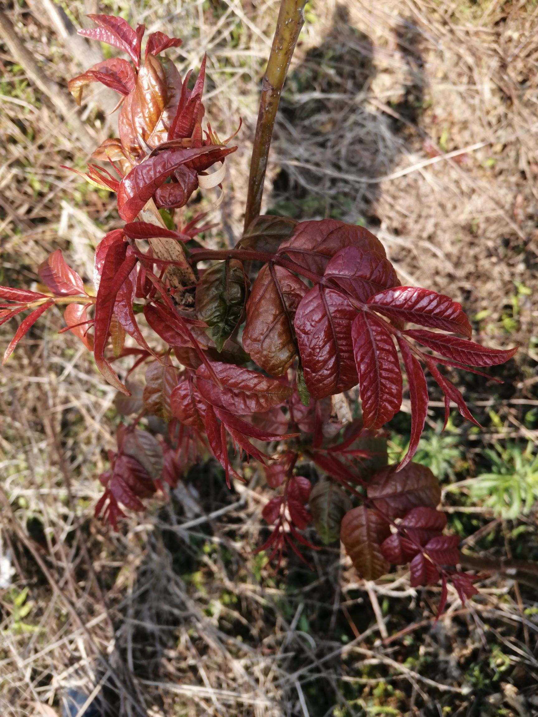 香椿种子   ， 红油香椿种子，四季红油香椿种子