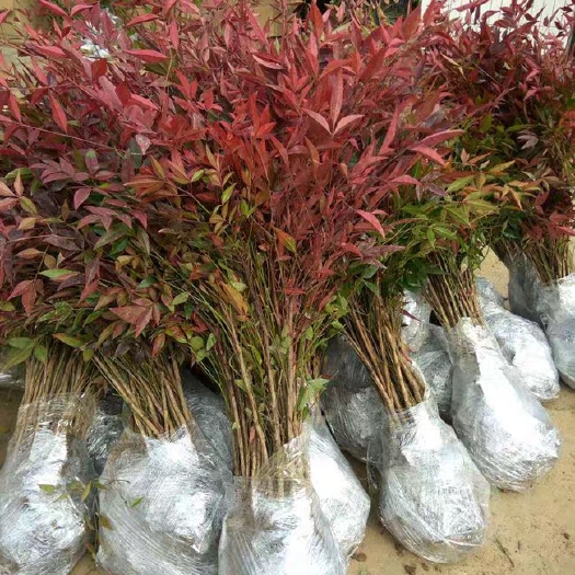 新沂市南天竹  红火焰红天竹苗.南天竺.红天竹庭院植物.道路绿化工