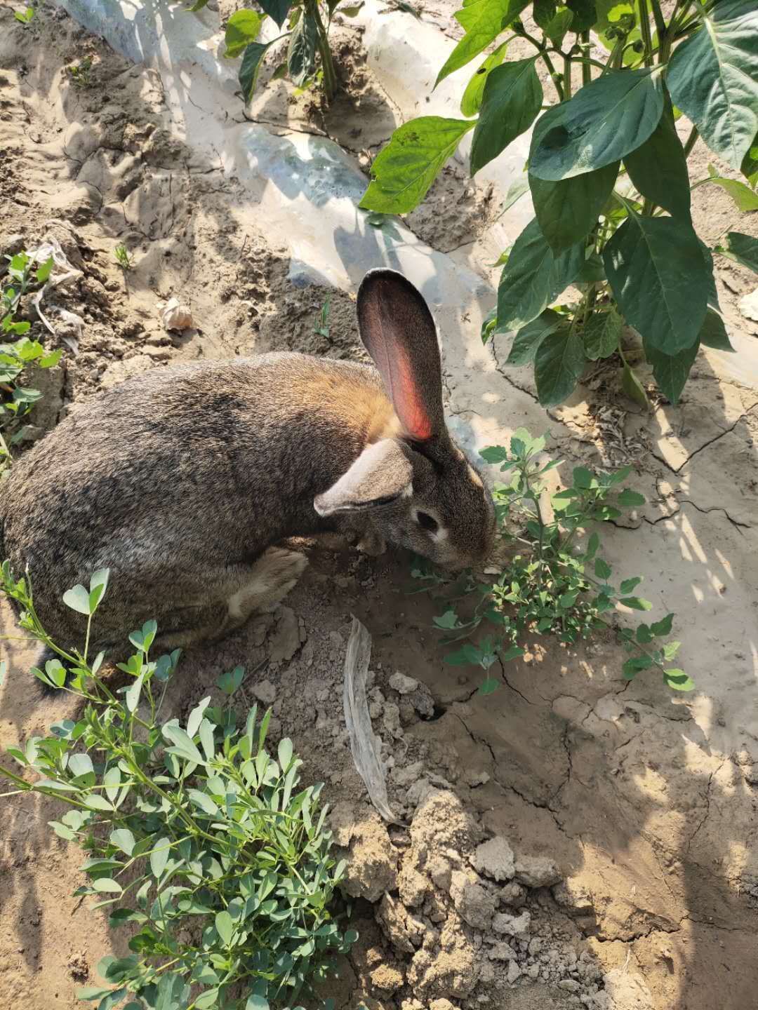  比利时兔    种兔   原种比利时