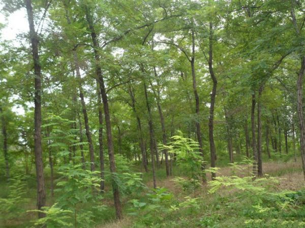  常年批发供应洋槐树价格优惠，种植基地大量销售
