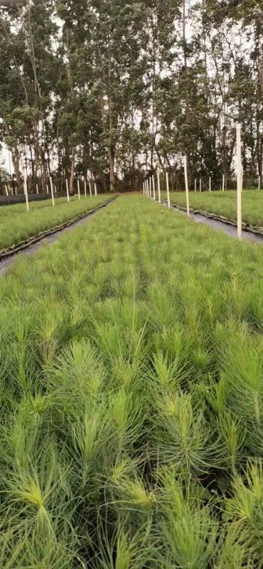 DH3229桉树 松树苗