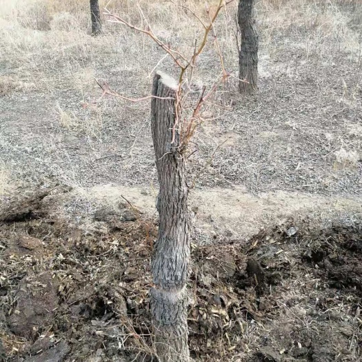 乐陵市金丝小枣树苗 枣树，种植当年结果，金丝小枣树