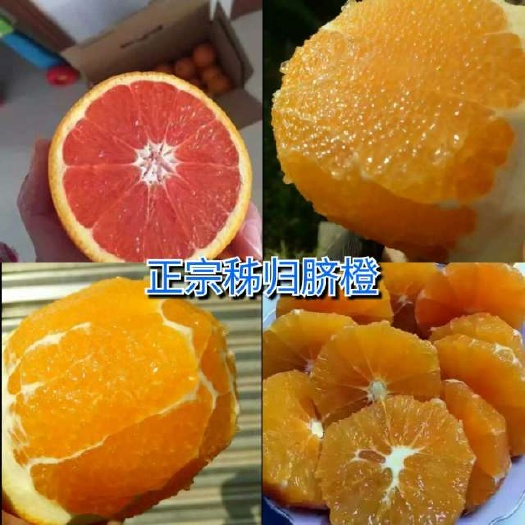 秭归县 湖北省正宗秭归脐橙纽荷尔65-85mm4-8两重10斤包邮
