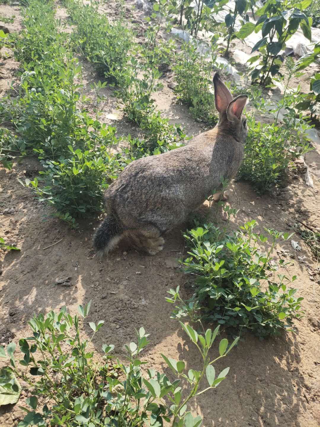  比利时兔    种兔   原种比利时