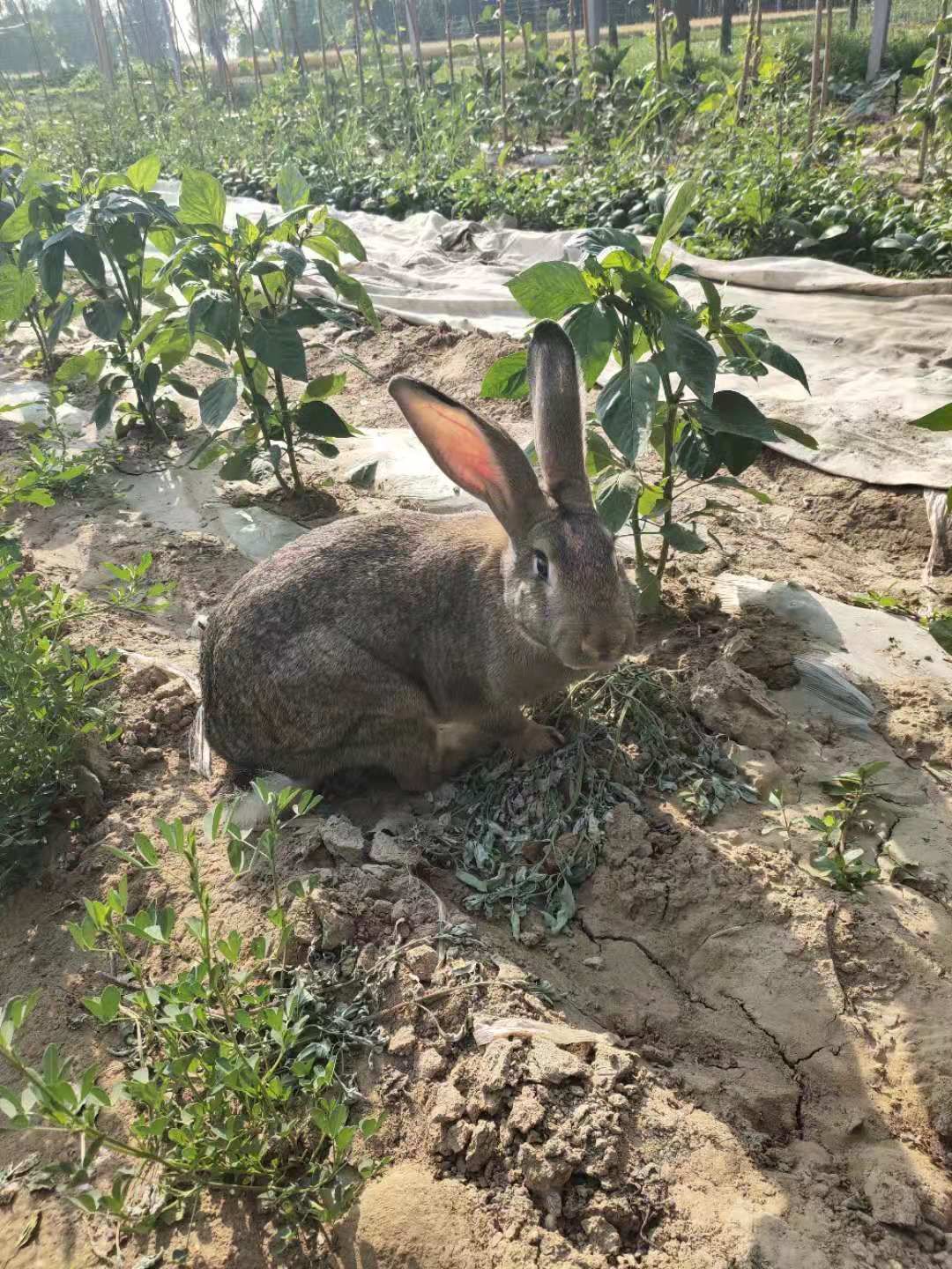  比利时兔    种兔   原种比利时
