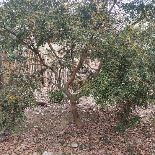 邳州市 黄杨