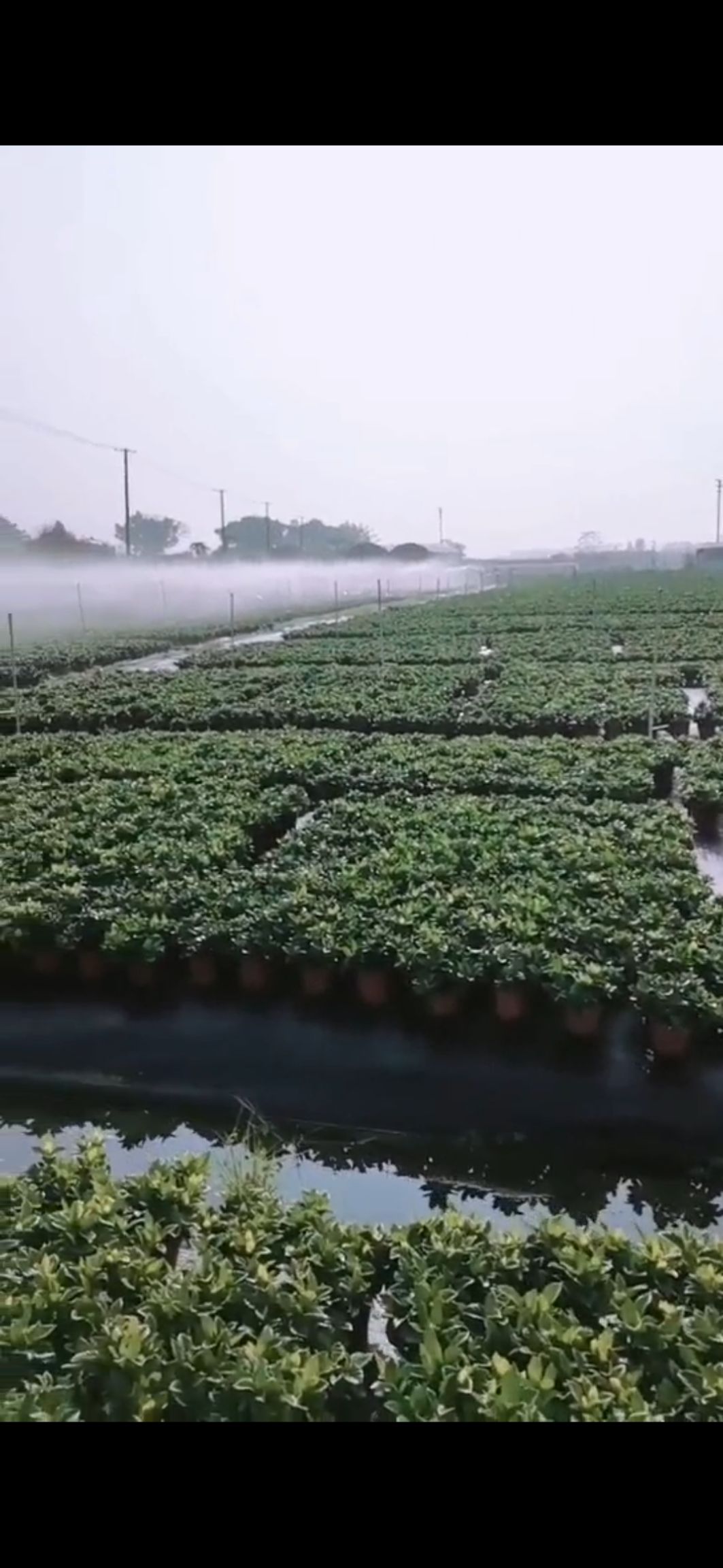 栀子花种子 各种规格栀子花，基地批发，具体详情请沟通为准。