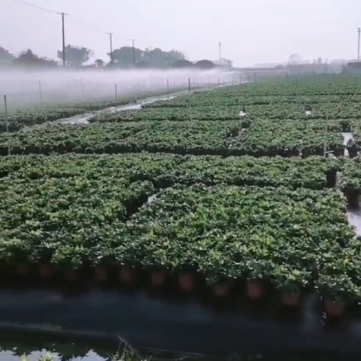 佛山栀子花种子 各种规格栀子花，基地批发，具体详情请沟通为准。