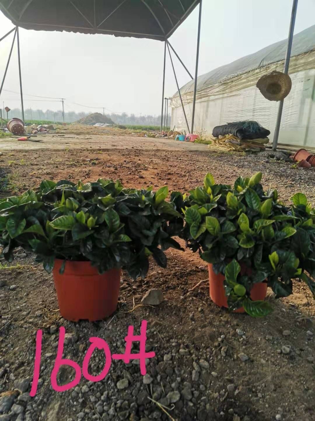 栀子花种子 各种规格栀子花，基地批发，具体详情请沟通为准。