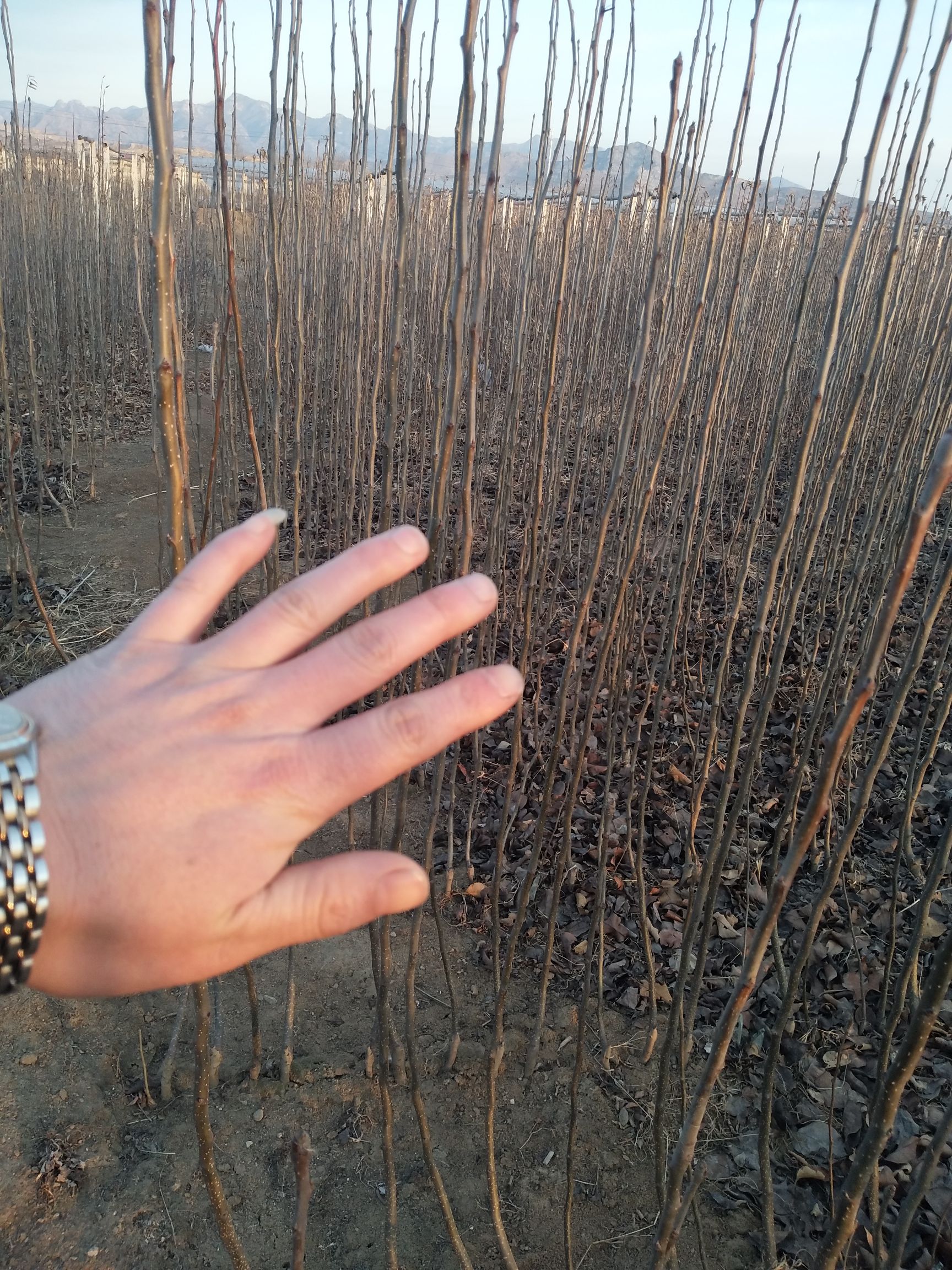 苹果梨种苗  苹果梨苗 抗寒零下四十度低温 大果型苹果梨树苗