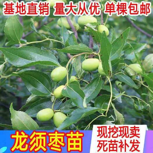 平邑县龙须枣苗 果实较小，单果重7-10克。十月份成熟，产量高，可观赏