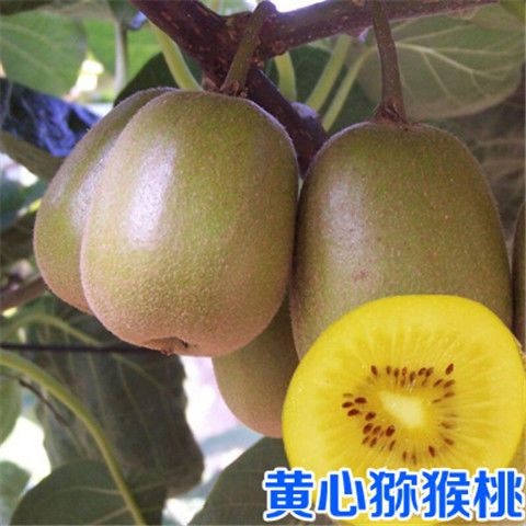 平邑县黄心猕猴桃苗 八月份成熟，单果可重60-00克，亩产量3000公斤