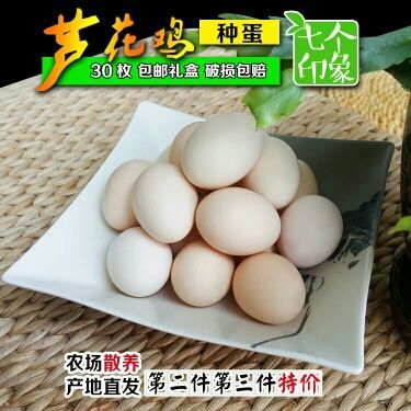 嘉祥县芦花鸡种蛋 纯种芦花鸡种蛋提供孵化技术养殖技术
