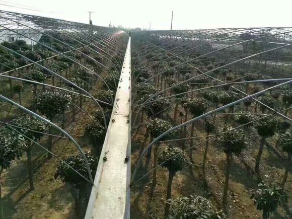 青岛黄金桂花树 青岛崂山高杆嫁接金桂1500棵