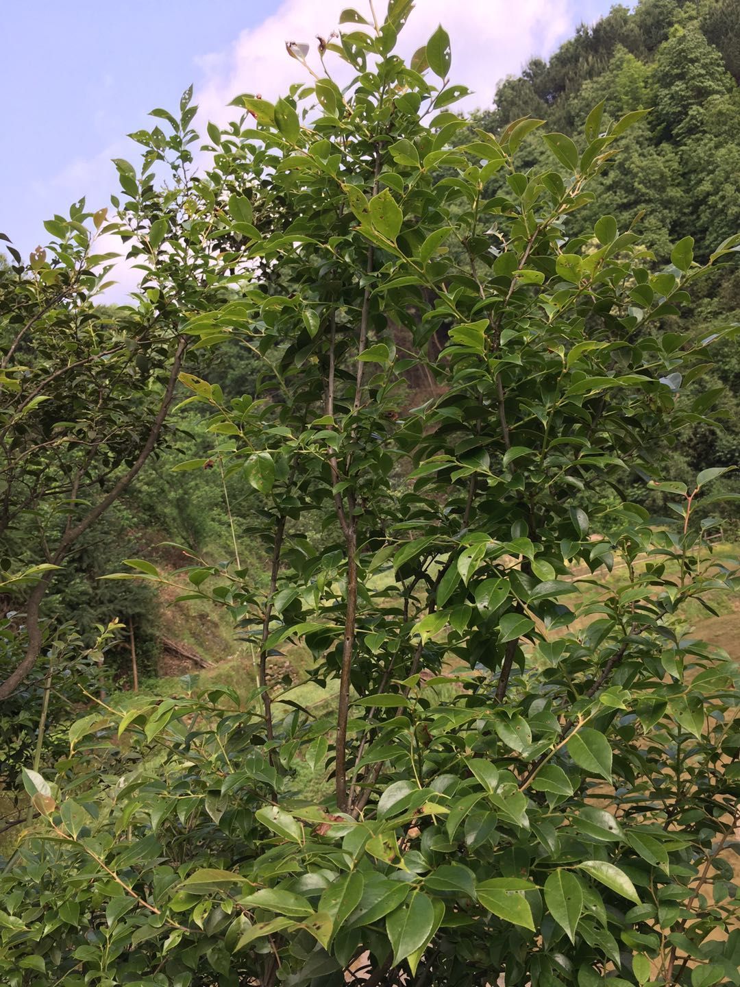 南烛叶树 原生态南烛叶乌饭树苗下山盆景季节不同叶子茂盛程度不一