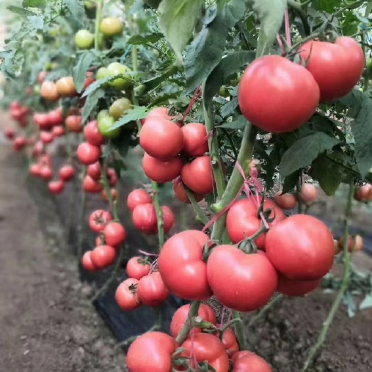 粉果番茄种子 露地专用粉红大果露地粉王