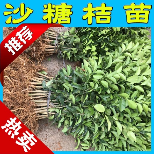 沙糖桔苗 早熟砂糖橘苗 無病育苗 根系發(fā)達(dá) 量多優(yōu)惠