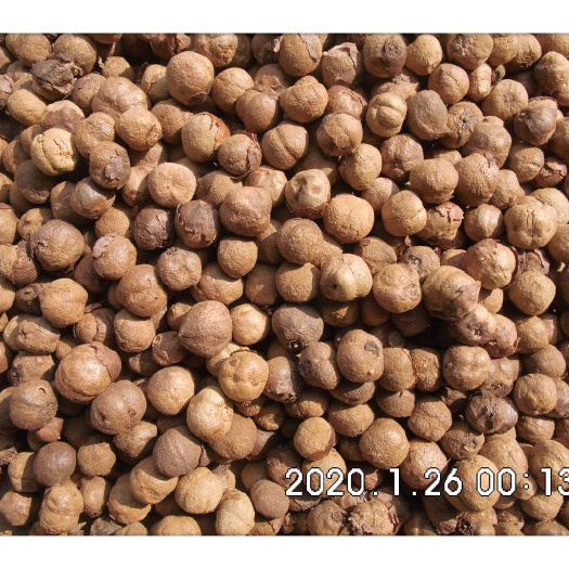 龙陵县缅甸金丝楠木柚木珍惜树种绿化花卉树种明贵种子乔木子灌木种子