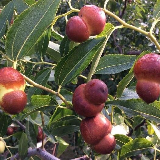 平邑县葫芦枣苗 九月下旬成熟，单果重18克，果实形状酷似葫芦，产量高。
